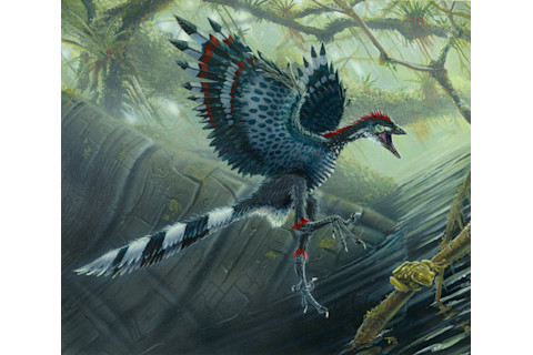 Archaeopteryx.jpg