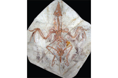 Confuciusornis.jpg