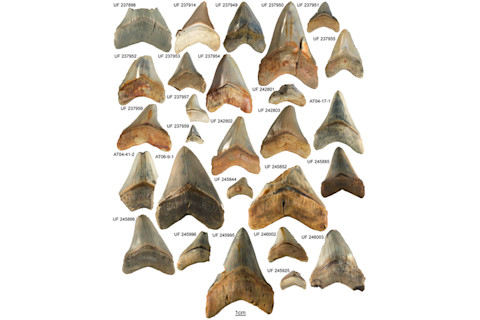 Megalodon-teeth.jpg
