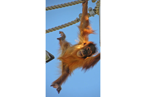 Orangutan_baby_reaching.jpg