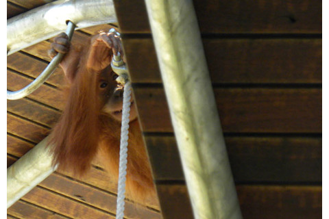 Orangutan_baby_knot.jpg