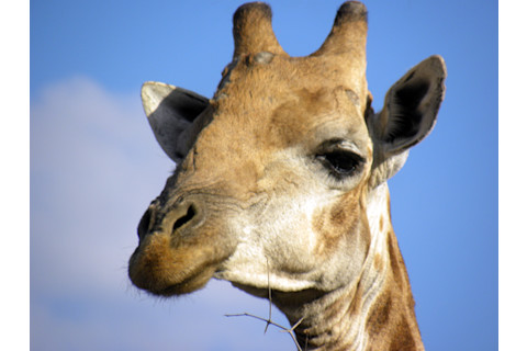 Giraffe1.jpg