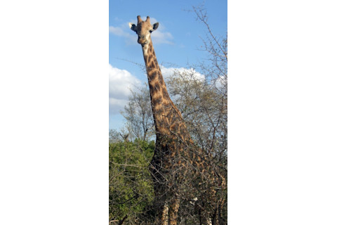 Giraffe3-542x1024.jpg