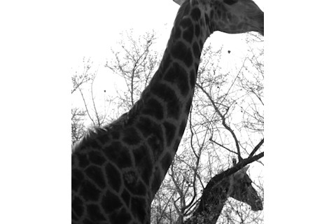 Giraffe4.jpg