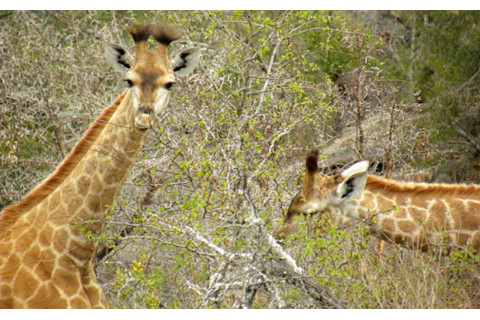 Giraffes_feeding.jpg