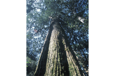 Fujian_cypress.jpg