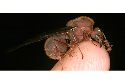 Queen_ant.jpg