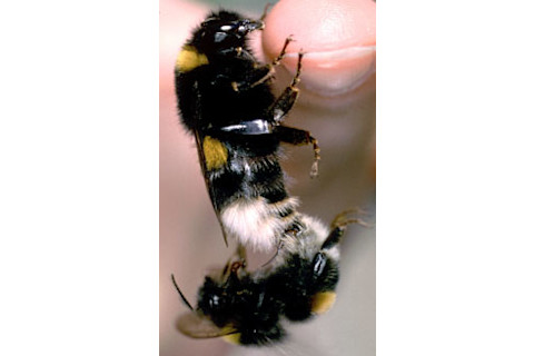 Mating_bees.jpg