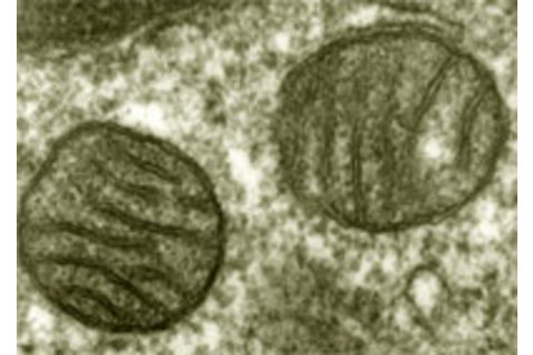 Mitochondria.jpg