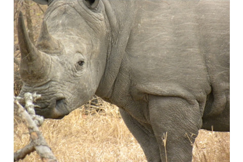 Rhino.jpg