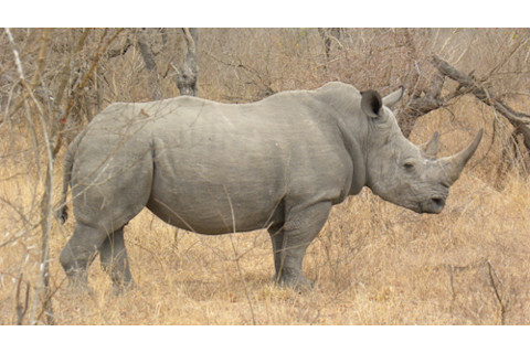 Rhinoside.jpg
