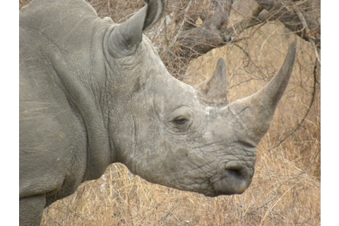Rhinoprofile.jpg