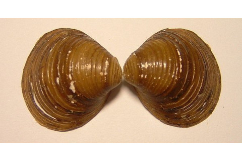 Corbicula.jpg