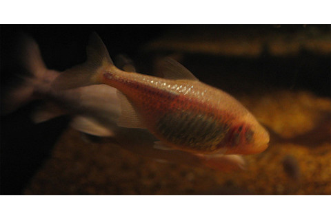 Cavefish.jpg