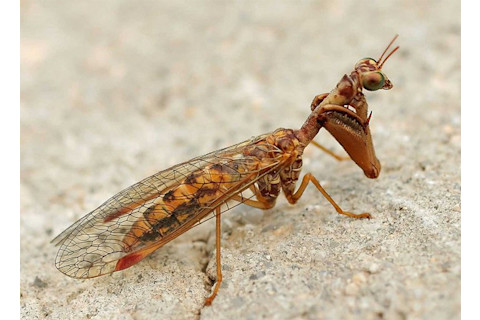 Mantidfly.jpg