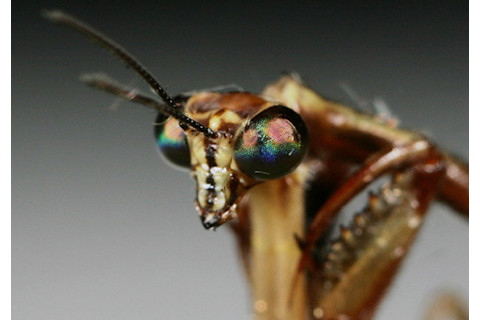 Mantidfly-close-up.jpg