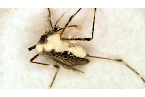 Mosquito_fungus.jpg