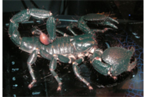 Scorpion.jpg