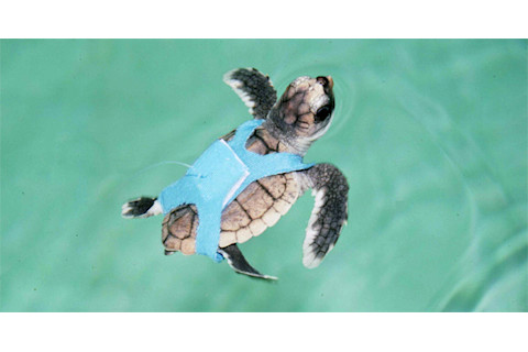 Loggerhead_turtle.jpg