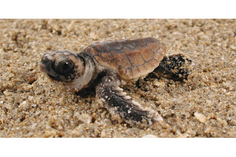 Turtle_hatchling.jpg