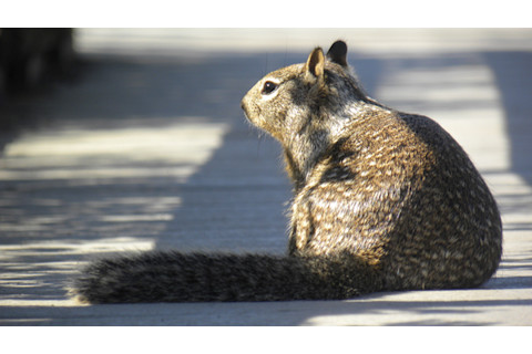 Squirrel.jpg