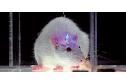 Mouse_optogenetics.jpg