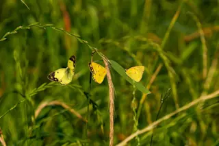 Three Colisa Butterflies