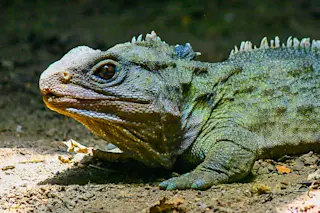 Tuatara, native to New Zealand