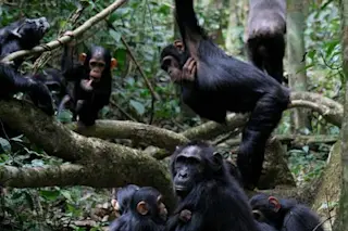 Group of chimpanzees including mothers, juveniles, subadults, and infants grooming and playing 