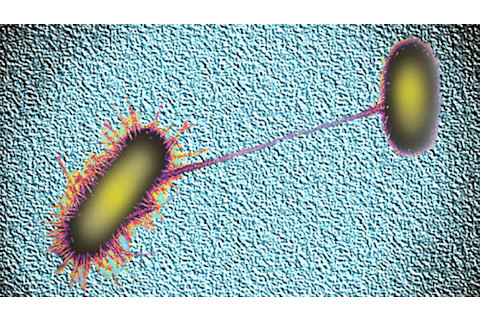 Bacteria_conjugation.jpg
