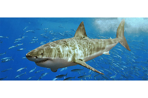 Great_white_shark.jpg