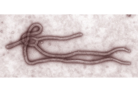 Ebola.jpg