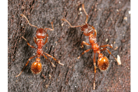 Myrmica_rubra1.jpg
