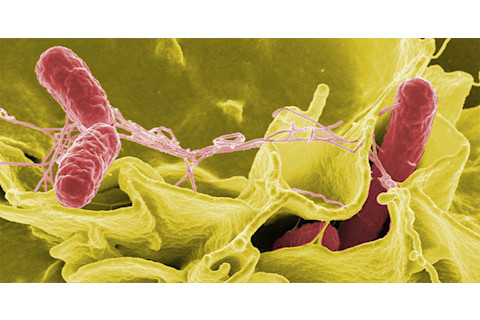 Salmonella.jpg
