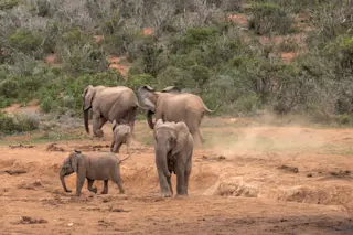 elephants running away