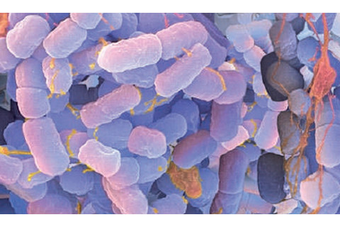 E.coli.jpg