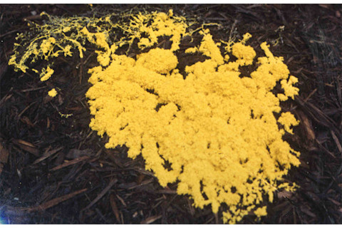 Physarum.jpg