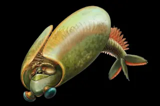 Ancient arthropod, odaraia