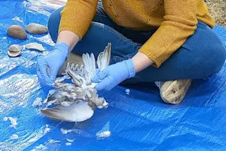  A scientist de-feathers a bird as part of an experiment to recreate Neanderthal cooking techniques