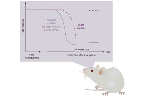 Rat-memories.jpg