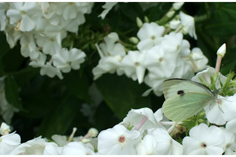 Small_white_butterfly.jpg