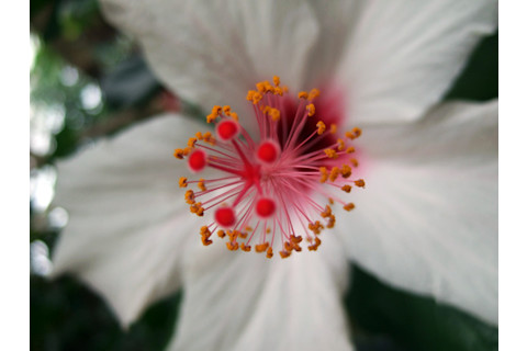 White_hibiscus.jpg