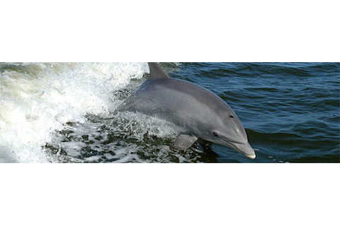 Dolphins.jpg