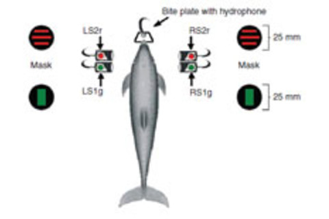 Dolphinlights.jpg