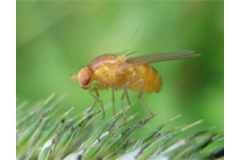 Drosophila.jpg