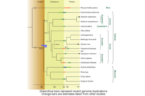 WGDphylogeny.jpg