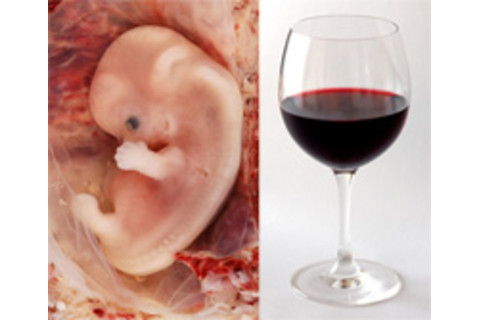 Embryo_alcohol.jpg