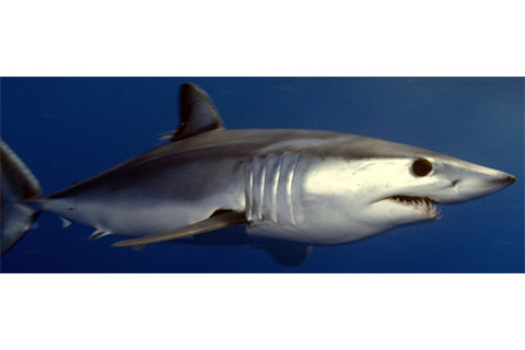 Shortfin_mako_shark.jpg