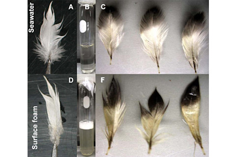 Feather_wetting.jpg