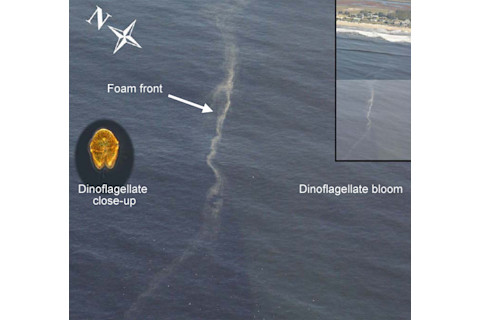 Algal-bloom.jpg
